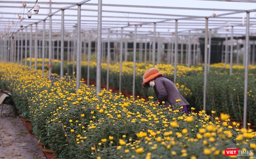 Làng hoa cung cấp hoa cho TP Đà Nẵng và các tỉnh thành miền Trung