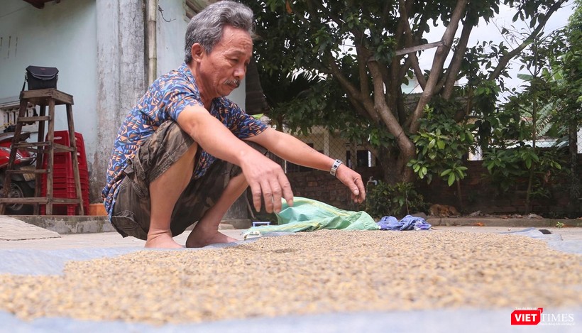 Ông Bùi Văn Mười (trú thôn Phước Hậu, xã Hòa Nhơn, Huyện Hòa Vang, TP Đà Nẵng) thẩn thờ bên vụ mùa bị hư hại