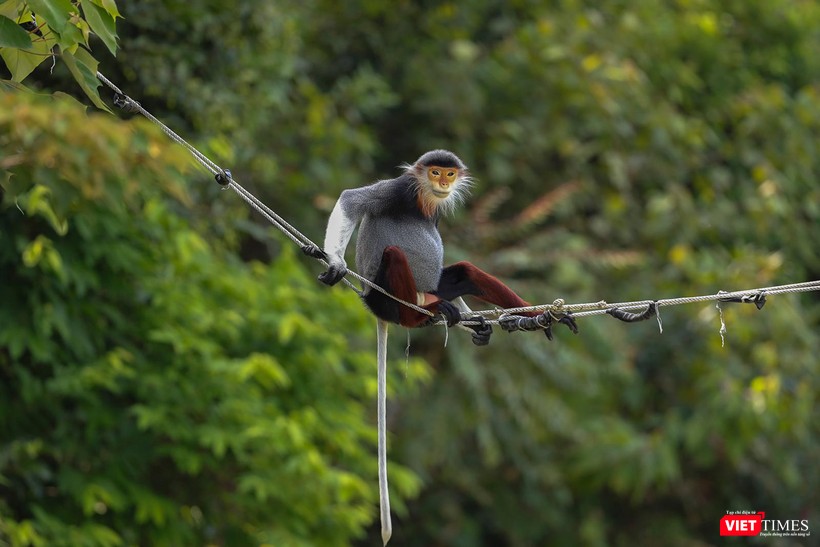 Một cá thể voọc chà vá chân nâu di chuyển qua đường bằng thang dây