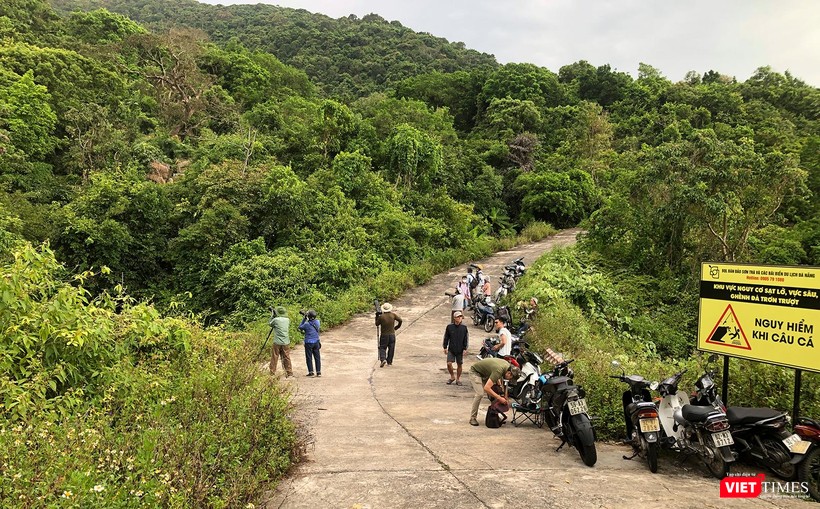 Giới mê nhiếp ảnh thiên nhiên dõi theo từng chuyển động của voọc chà vá chân nâu trên cây thàn mác tím