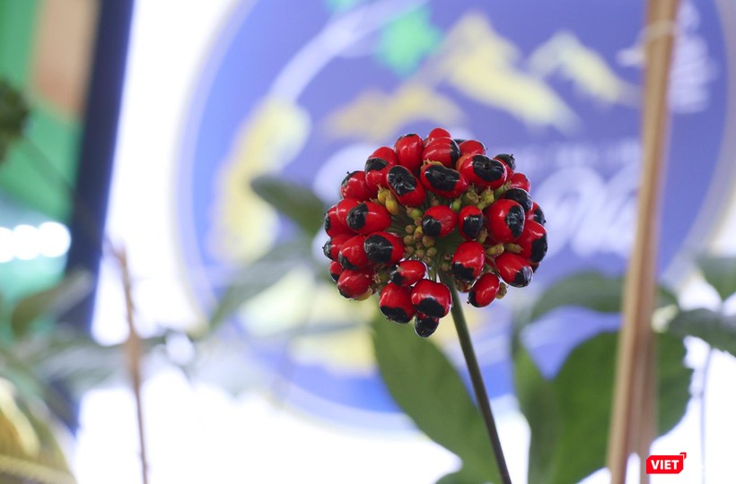 Hạt cây sâm Ngọc Linh