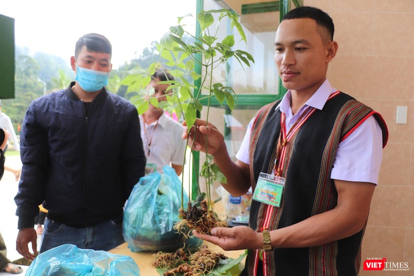 Một cây sâm Ngọc Linh đẹp