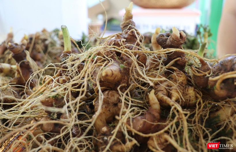 vt_le hoi sam ngoc linh 5.jpg