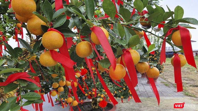 Cây quất đẹp là cây có trái to, đều và màu vàng tươi