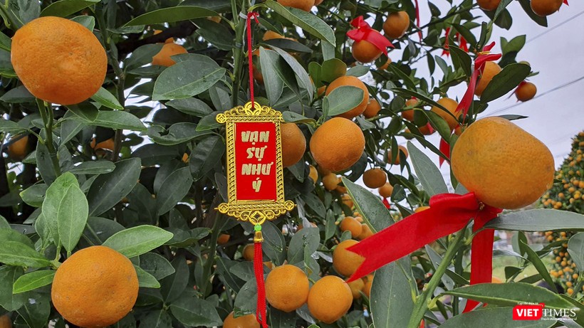 Từ nhiều năm nay, người dân làng quất Cẩm Hà đã đưa cây quất Hội An đến với mọi miền đất nước mỗi khi Tết đến, Xuân về và mong cầu một năm mới vạn sự như ý.