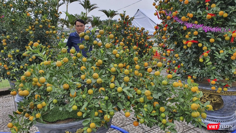 Một cây quất thế được giới nhà vườn đánh giá cao về &quot;độ đẹp&quot; của cây và trái