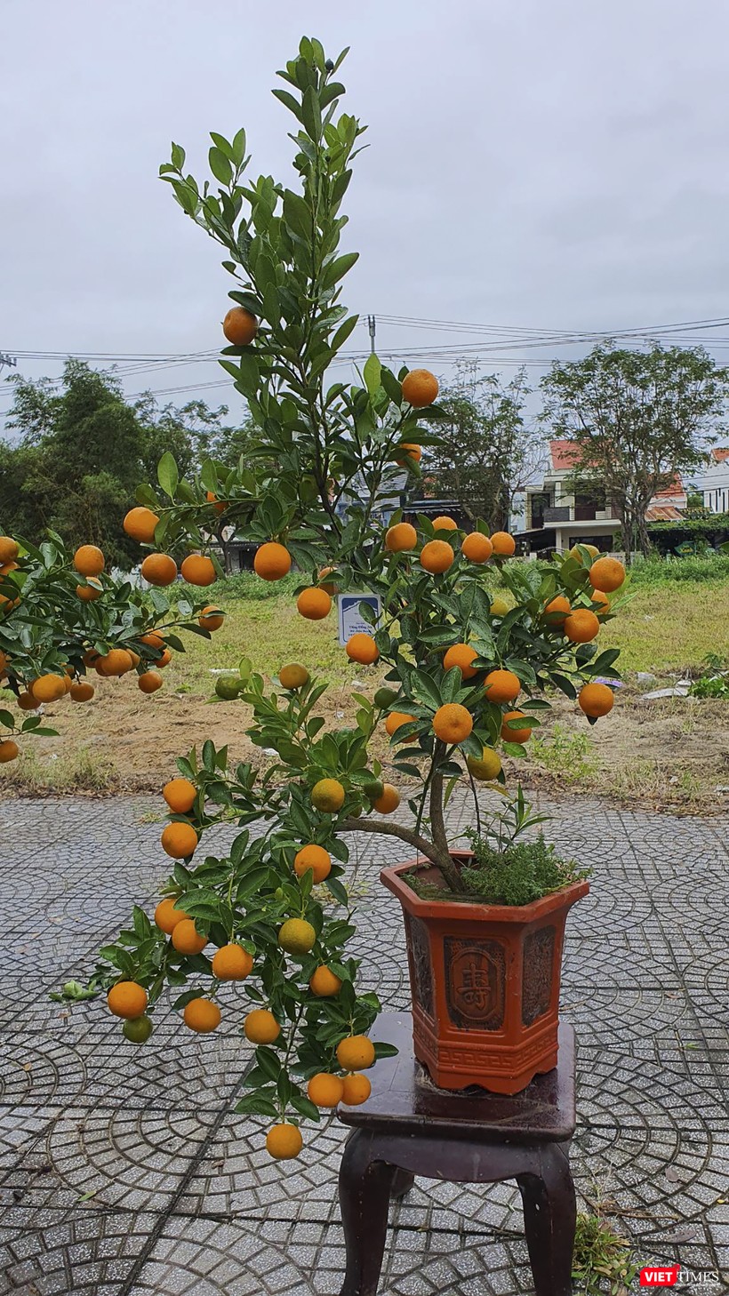 Một cây quất thế đẹp