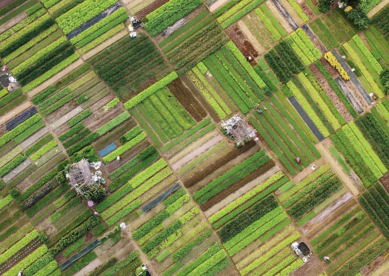 lang rau tra que 2.png