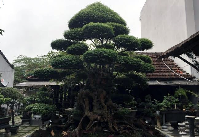 Cây mai chiếu thủy “siêu độc”.