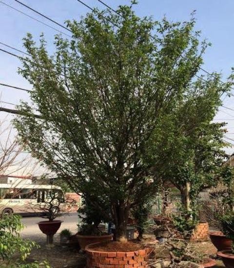 Cây mai với tuổi đời 85 tuổi