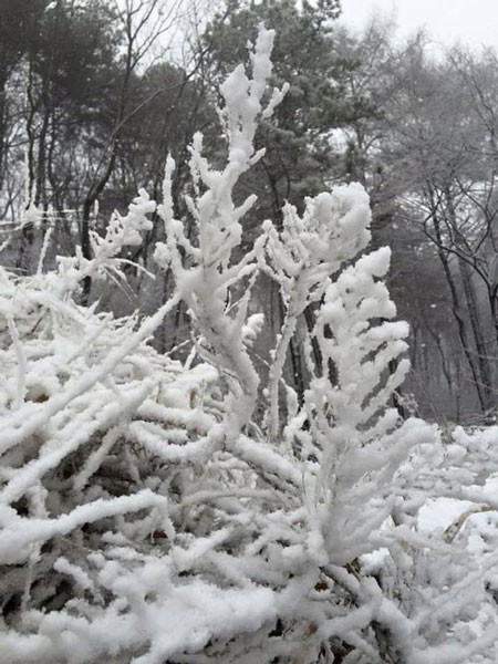 Tuyết rơi dày, phủ trắng ngọn cây.