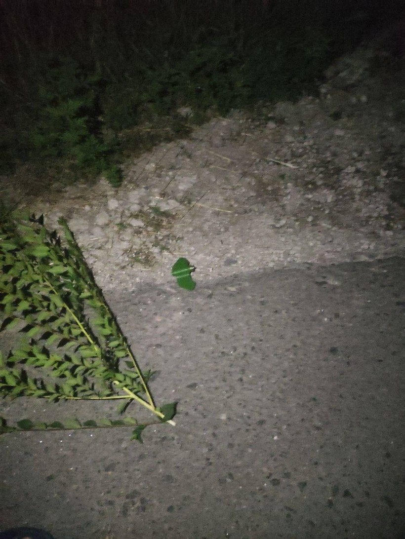 Mìn lá sát thương bộ binh Petal trên địa phận vùng Donetsk. Ảnh Novorossia. Mìn lá sát thương bộ binh Petal trên địa phận vùng Donetsk. Ảnh Novorossia.