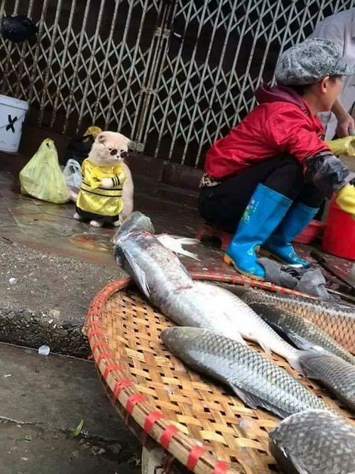 Chú mèo tên Chó ở Hải Phòng gây sốt trên Internet vì 'thần thái' quá dễ thương - Ảnh 15