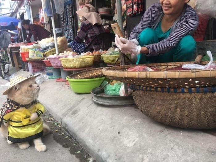 Chú mèo tên Chó ở Hải Phòng gây sốt trên Internet vì 'thần thái' quá dễ thương - Ảnh 6