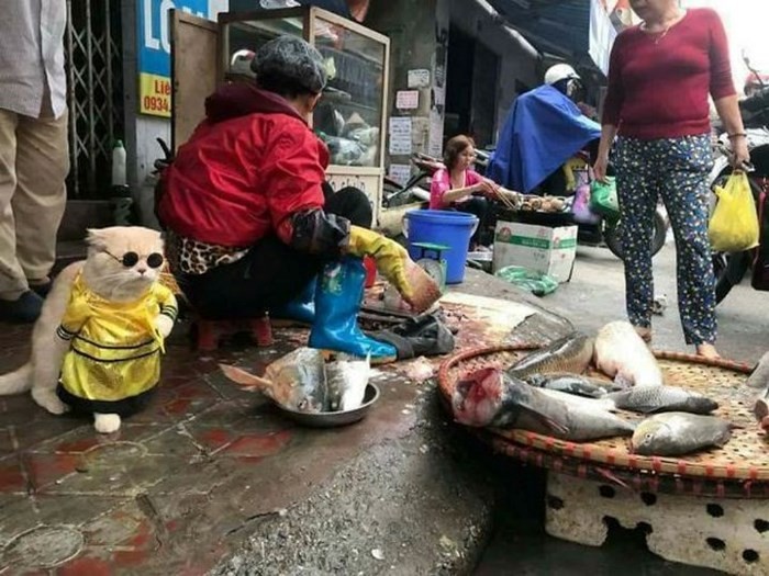Chú mèo tên Chó ở Hải Phòng gây sốt trên Internet vì 'thần thái' quá dễ thương - Ảnh 7