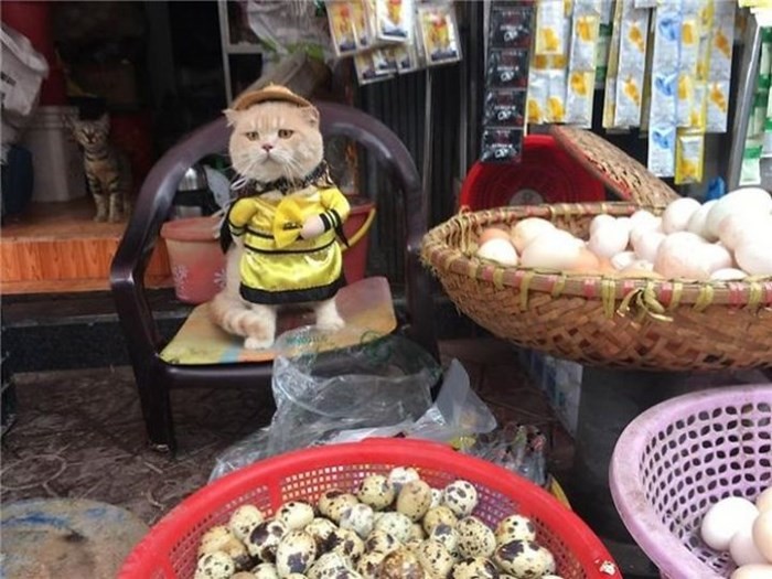 Chú mèo tên Chó ở Hải Phòng gây sốt trên Internet vì 'thần thái' quá dễ thương - Ảnh 8