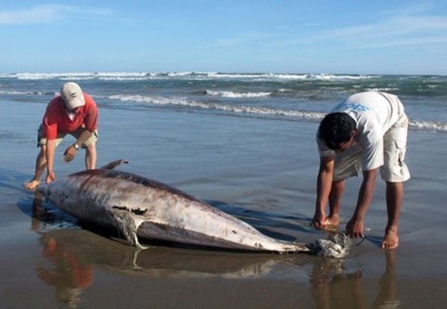 Cá chết tại biển miền Trung do Formosa
