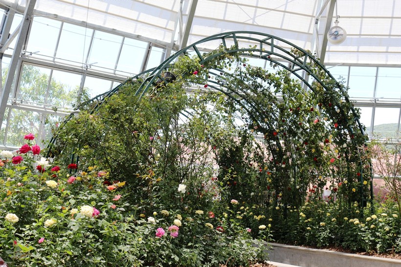 Vườn hồng rực rỡ với hàng trăm giống hồng, trong đó có hàng chục loài hoa hồng cổ quý hiếm
