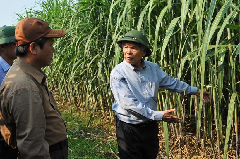 Anh hùng Lao động Lê Văn Tam (bên phải) đang giới thiệu giống mía năng suất cao với các đại biểu tham quan vùng nguyên liệu