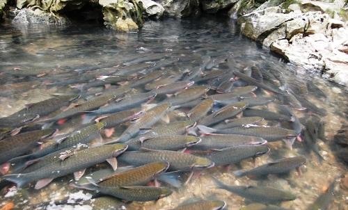 Suối cá thần - điểm đến không thể bỏ qua khi khách du lịch đến Thanh Hóa