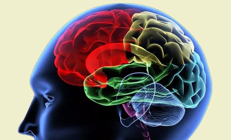 Các nhà khoa học đang tìm hiểu cơ chế một từ vựng đi từ suy nghĩ đến khi phát ra thành âm thanh