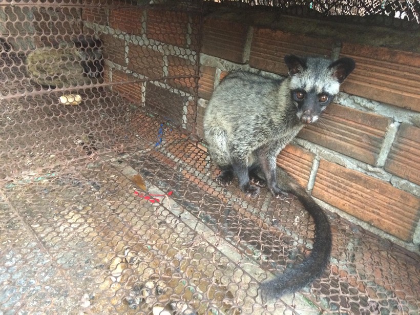 Tiềm ẩn dịch bệnh từ các trang trại nuôi động vật hoang dã (ảnh: ENV)