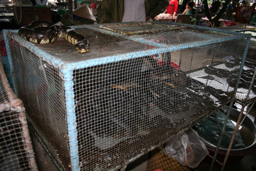 Các trang trại nuôi động vật hoang dã tiềm ẩn nguy cơ lây lan dịch bệnh (ảnh: ENV)