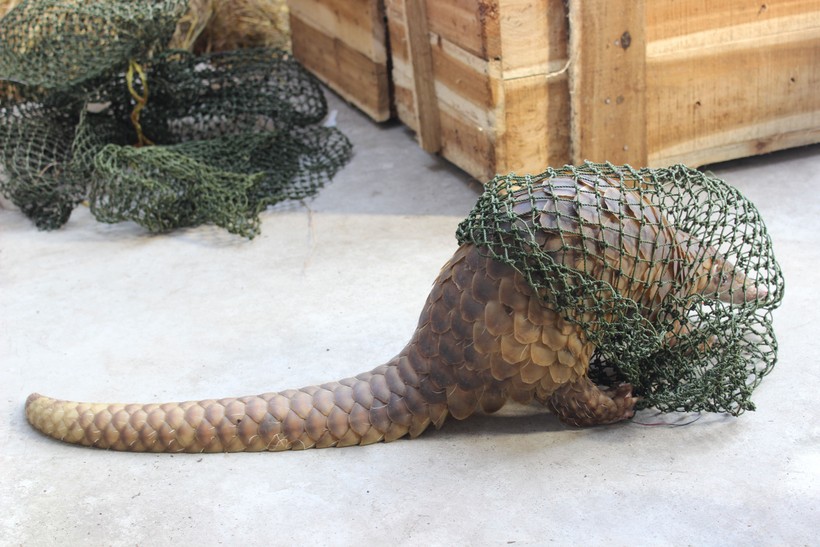 Tê tê bị vận chuyển và buôn bán trái phép (Ảnh: ENV)