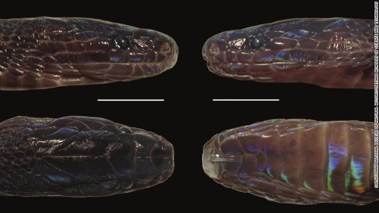Loài rắn mới này được đặt tên khoa học là Achalinus zugorum (ảnh: Smithsonian)