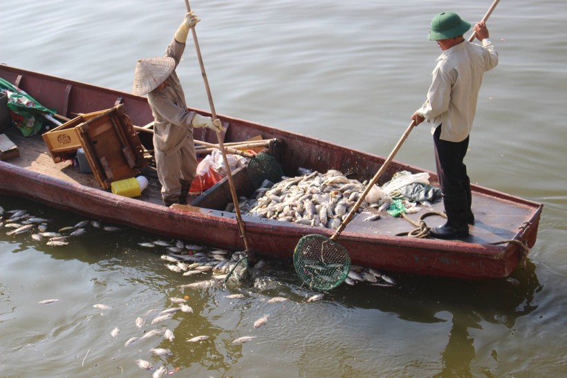 Dù đã tập trung vớt trong ngày, nhưng do số cá chết quá lớn nên vớt vẫn không xuể
