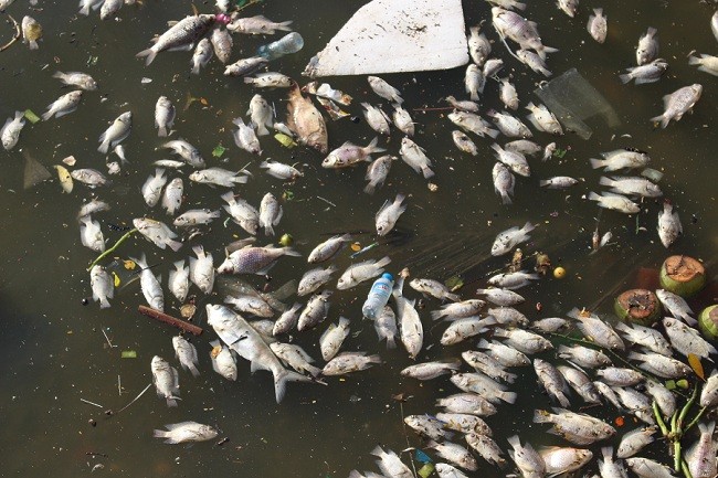 Sáng 2/10, theo ghi nhận của PV VietTimes, tại các khu vực ven Hồ Tây như đường Trích Sài, Lạc Long Quân,... xuất hiện rất nhiều cá chết dạt vào bờ. Tuy nhiên, lượng cá tập trung nhiều nhất là phần mép hồ đoạn hàng dừa, đường Lạc Long Quân có thể do hướng gió thổi về đây.