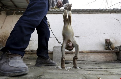 Làng 'tề thiên đại thánh' ở Trung Quốc ảnh 4