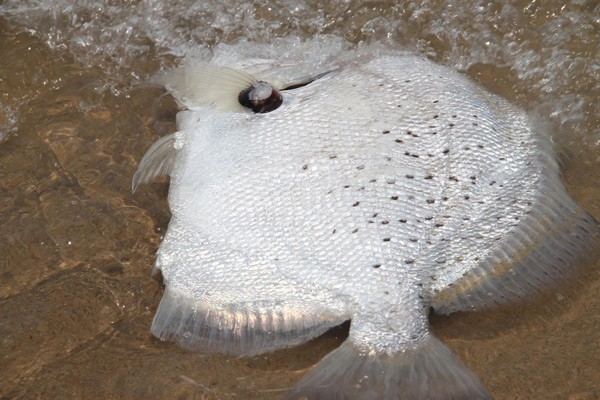 Ngày 26/4, cá chết tiếp tục dạt bờ biển Hà Tĩnh, tuy nhiên số lượng ít. Ảnh:Đ.H. Ngày 26/4, cá chết tiếp tục dạt bờ biển Hà Tĩnh, tuy nhiên số lượng ít. Ảnh:Đ.H.