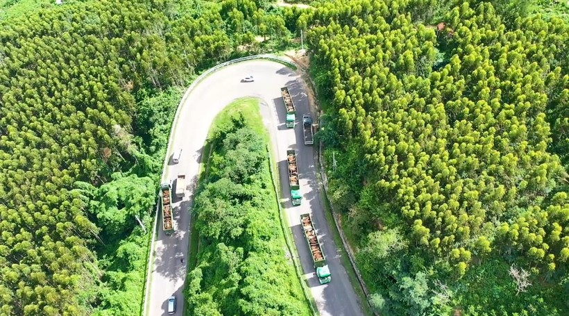 THILOGI đầu tư 35 xe chuyên dụng vận chuyển gia súc (bò, heo)