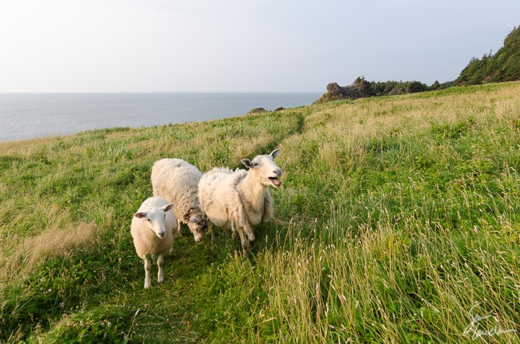 Ngoài ra, Vườn quốc gia Gros Morne còn có các loài khác như: tuần lộc, gấu đen, cáo lông đỏ, sóc đỏ và hải ly. Ảnh: freezingnature.