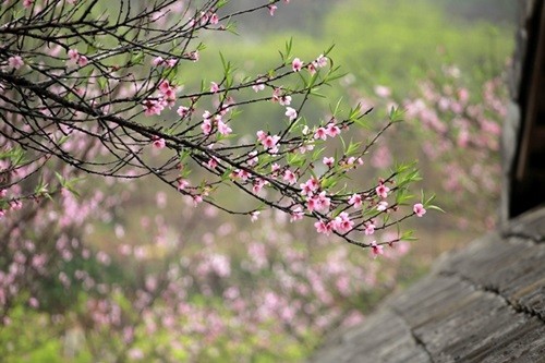 Kinh nghiệm du lịch Mộc Châu dịp Tết Nguyên đán ảnh 2