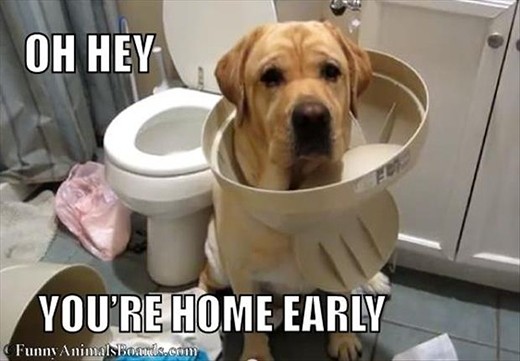 Chết cười với những chú chó đáng "ăn đòn" nhất hành tinh ảnh 2 Chết cười với những chú chó đáng "ăn đòn" nhất hành tinh ảnh 2