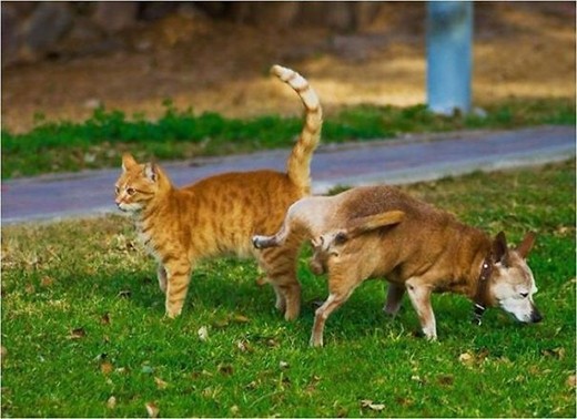 Chết cười với những chú chó đáng "ăn đòn" nhất hành tinh ảnh 14 Chết cười với những chú chó đáng "ăn đòn" nhất hành tinh ảnh 14