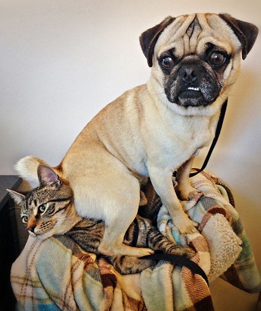 Chết cười với những chú chó đáng "ăn đòn" nhất hành tinh ảnh 11 Chết cười với những chú chó đáng "ăn đòn" nhất hành tinh ảnh 11