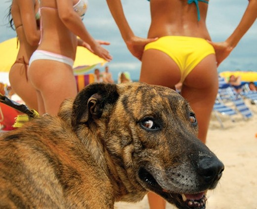 Chết cười với những chú chó đáng "ăn đòn" nhất hành tinh ảnh 17 Chết cười với những chú chó đáng "ăn đòn" nhất hành tinh ảnh 17