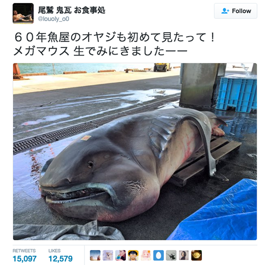 Nhật Bản bất ngờ bắt được sinh vật truyền thuyết gây động đất ảnh 1 Nhật Bản bất ngờ bắt được sinh vật truyền thuyết gây động đất ảnh 1