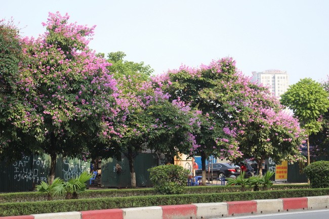 Bằng lăng, phượng đỏ rợp phố Hà Nội ảnh 24