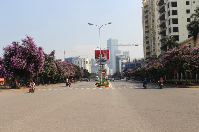 Bằng lăng, phượng đỏ rợp phố Hà Nội ảnh 17