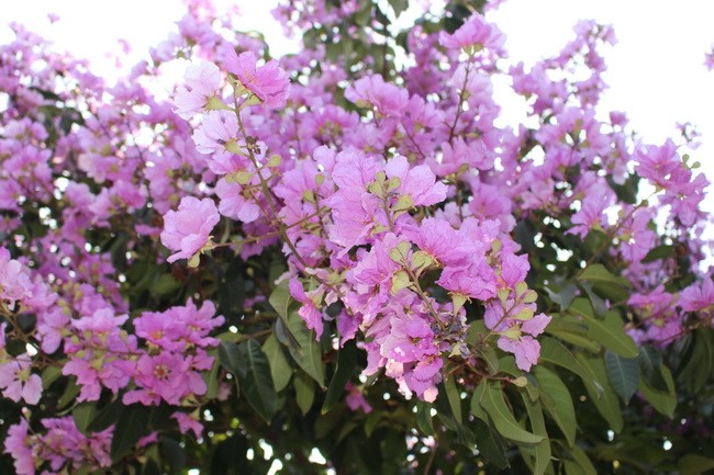 Bằng lăng, phượng đỏ rợp phố Hà Nội ảnh 22