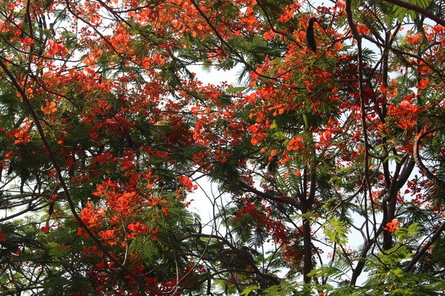 Bằng lăng, phượng đỏ rợp phố Hà Nội ảnh 2