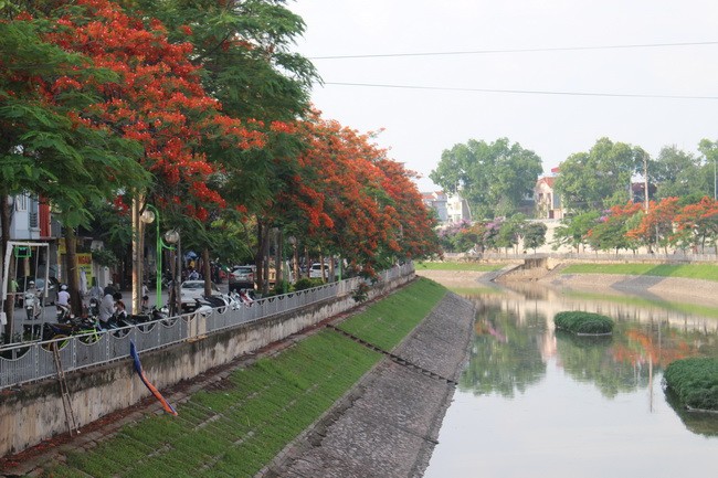 Bằng lăng, phượng đỏ rợp phố Hà Nội ảnh 5