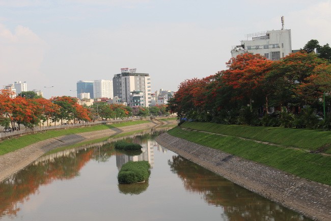 Bằng lăng, phượng đỏ rợp phố Hà Nội ảnh 9