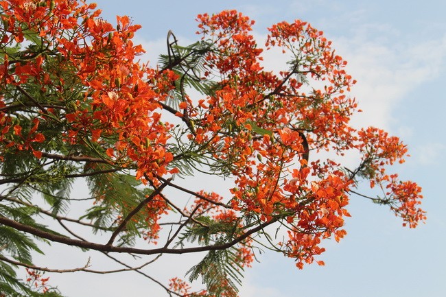 Bằng lăng, phượng đỏ rợp phố Hà Nội ảnh 10