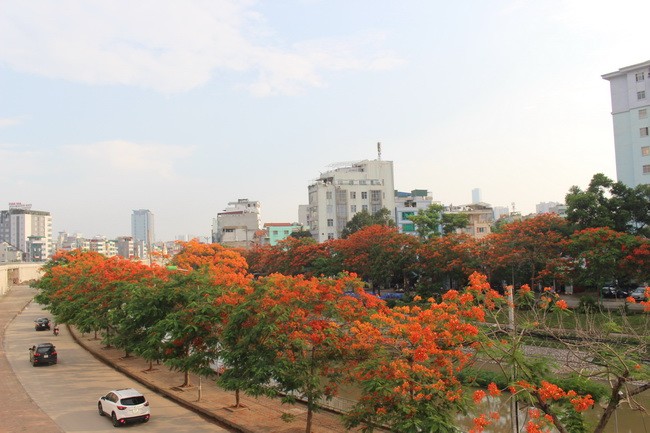Bằng lăng, phượng đỏ rợp phố Hà Nội ảnh 1