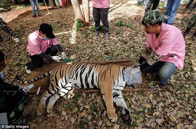 Video: 40 xác hổ đông lạnh trong ngôi đền thờ hổ nổi tiếng ảnh 10
